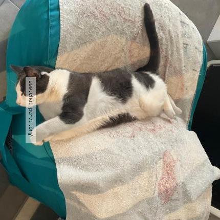 Foto 1/1 Shaki Chat perdido en Cannes la bocca