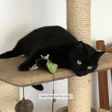 Foto 1/1 Isis Chat perdido en La roche sur yon