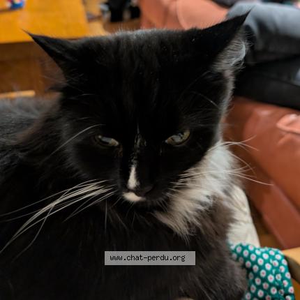 Foto 1/1 Mr Nibbles Chat perdido en Hyeres