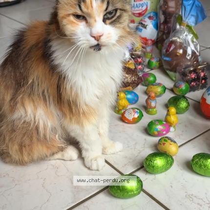 Foto 1/1 Zora Chat perdido en Saint cesaire