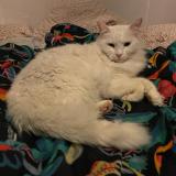 Foto del gato perdido en Creteil