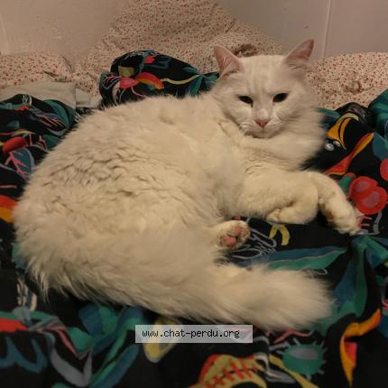 Foto 1/1 Ficelle Chat perdido en Creteil