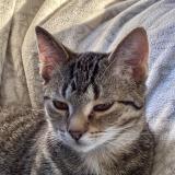 Foto del gato perdido en Clef Vallee D Eure