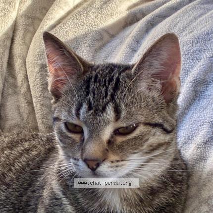 Foto 1/1 Belle Chat perdido en Clef vallee d eure