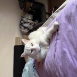 Foto del gato perdido en Bramois