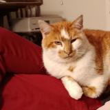 Foto del gato perdido en Messei