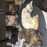 Foto del gato perdido en La Varenne St Hilaire