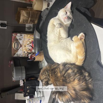 Foto 1/1 Natsu Chat perdido en La varenne st hilaire