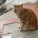 Foto de gato encontrado en Fontaine