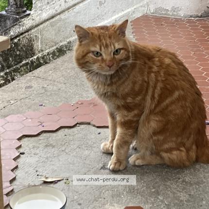 Foto 1/2 Gato encontrado Encontrado en Fontaine