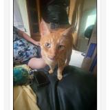 Foto del gato perdido en Ruskin
