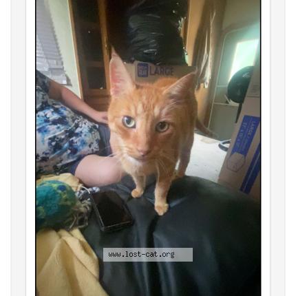 Foto 1/1 Max Chat perdido en Ruskin