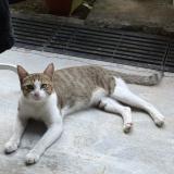 Foto del gato perdido en Singapore