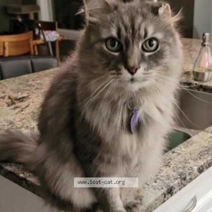 Foto 1/1 Gizmo Chat perdido en Sherwood park