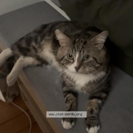 Foto 1/1 Gucci Chat perdido en Argenteuil