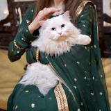 Foto del gato perdido en Lahore