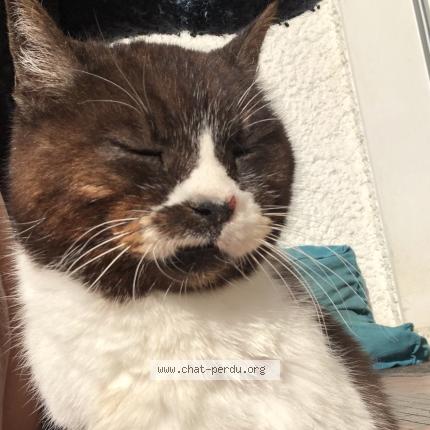 Foto 1/1 Gato encontrado Encontrado en Bordes