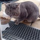 Foto del gato perdido en Lieusaint