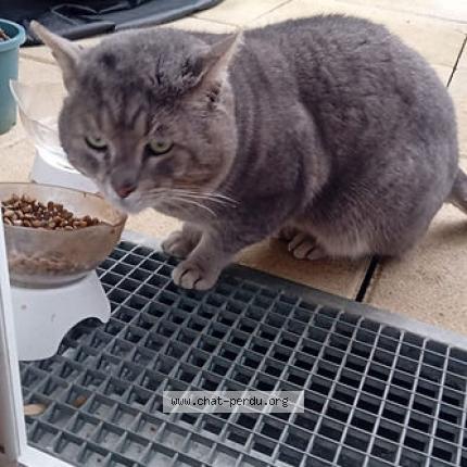 Foto 1/1 Loulou Chat perdido en Lieusaint