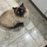 Foto del gato perdido en Montrond Les Bains