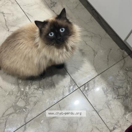 Foto 1/1 Snow Chat perdido en Montrond les bains