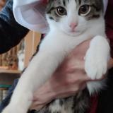 Foto del gato perdido en Ermont