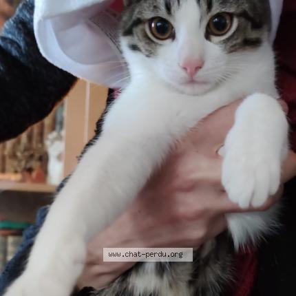 Foto 1/1 Tysha Chat perdido en Ermont