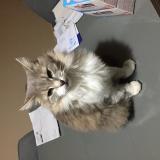 Foto del gato perdido en Royat