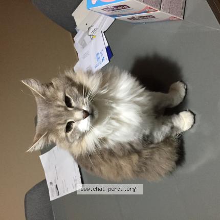 Foto 1/1 Minette Chat perdido en Royat