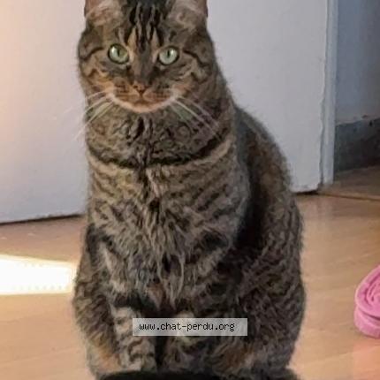 Foto 1/1 Iris Chat perdido en Chilly mazarin