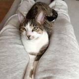 Foto del gato perdido en Etampes