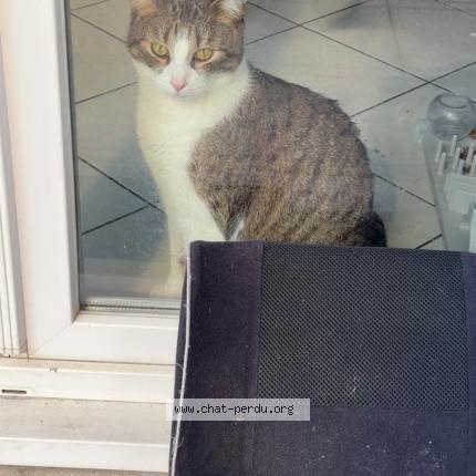 Foto 1/1 Milky Chat perdido en Eschau