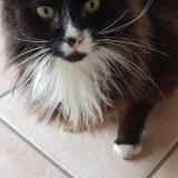 Foto de gato encontrado en Pencran