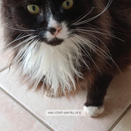 Foto 1/1 Gato encontrado Encontrado en Pencran