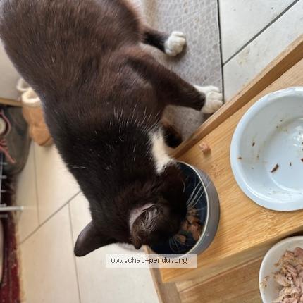 Foto 1/1 Gato encontrado Encontrado en Cuesmes