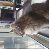 Foto del gato perdido en Alignan Du Vent