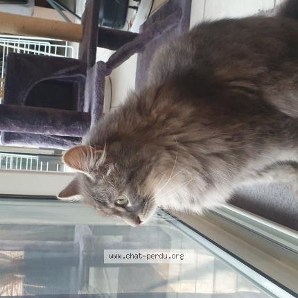 Foto 1/1 Mizo Chat perdido en Alignan du vent