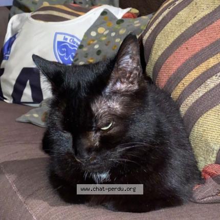 Foto 1/1 minouche Chat perdido en Sevrier