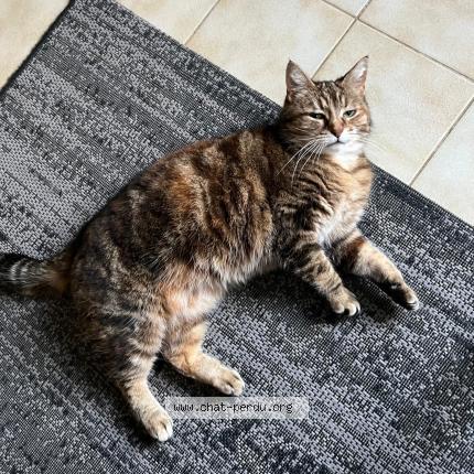 Foto 1/2 Zazie Chat perdido en Langrune