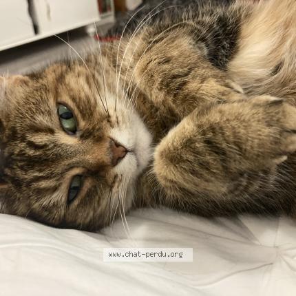 Foto 2/2 Zazie Chat perdido en Langrune