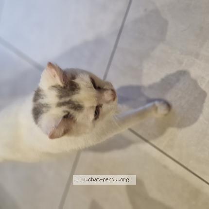 Foto 1/1 Gato encontrado Encontrado en Laignelet