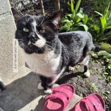 Foto 1/2 Gato encontrado Encontrado en Valenciennes