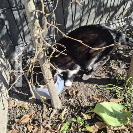 Foto 2/2 Gato encontrado Encontrado en Valenciennes