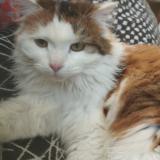 Foto del gato perdido en Wervick