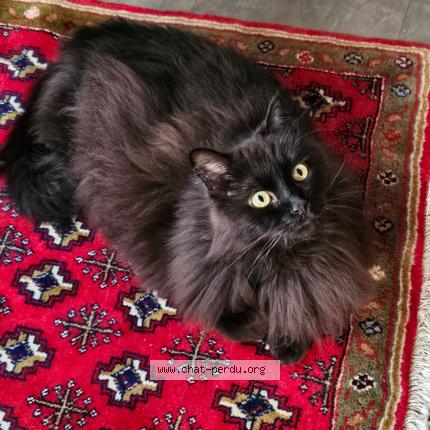 Foto 1/1 Fripouille Chat perdido en Pantin