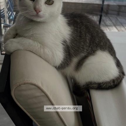 Foto 1/1 Romy Chat perdido en Bruges