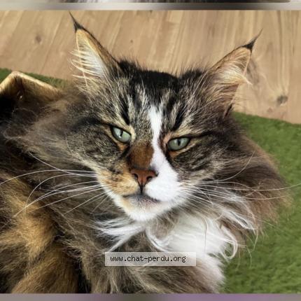 Foto 1/1 Natty Chat perdido en Cires les mello