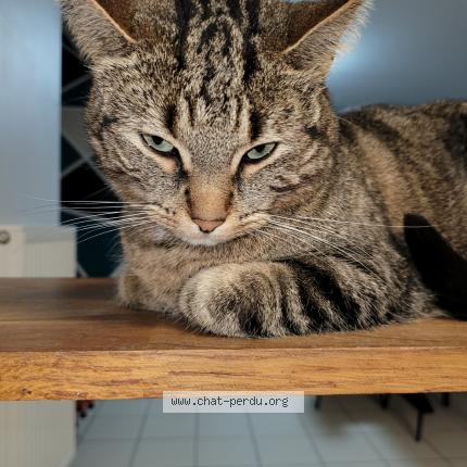 Foto 1/1 Ginett Chat perdido en Barlin