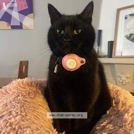 Foto 1/1 Lilith Chat perdido en Auderghem