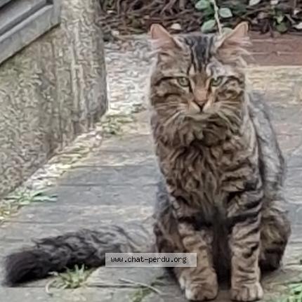 Foto 1/1 Gato encontrado Encontrado en Paris